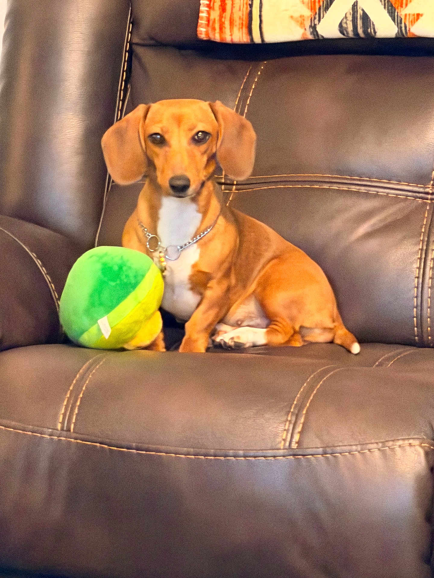 Copper is registered to the contest to win money with this photo: dog, dachshund, pet, leather_chair, recliner, brown, toy, plush, indoor, furniture, collar, animal, cute, small_dog, sitting, relaxed, home, companion, domestic, portrait