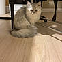 Vaya a rejoint le concours — aidez-le/la à gagner de superbes lots ! animal, cat, clothes, cozy, curious, cute, domestic, eyes, feline, flooring, fluffy, fur, household, indoor, pet, quiet, silver_gray, sitting, table, wooden_floor