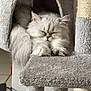 Vaya participe au concours pour gagner de l'argent avec cette photo : animal, cat, cat_tree, comfort, cozy, cute, feline, fluffy, fur, home, indoor, nap, paws, pet, quiet, relaxation, resting, sleeping, soft, white