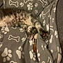 blanket, bones_pattern, cat, claws, cozy, cute, feline, fur, gray_fur, indoor, kitten, paw_prints, pet, playful, relaxed, resting, soft_texture, stretching, tabby, whiskers