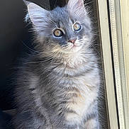 Athèna a rejoint le concours — aidez-le/la à gagner de superbes lots ! cat, kitten, gray_fur, tabby, fluffy, window, natural_light, animal, pet, cute, young, feline, whiskers, ears, sitting, curious, indoor, portrait, soft_fur, closeup