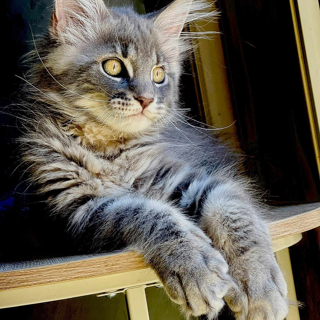 Athèna participe au concours pour gagner de l'argent avec cette photo : animal, cat, close_up, curious, domestic_cat, ears, feline, fluffy, gray_cat, indoor, paws, pet, portrait, relaxed, resting, soft_light, tabby, whiskers, window_light, wooden_surface