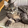 Athèna a rejoint le concours — aidez-le/la à gagner de superbes lots ! kitten, cat, gray_fur, tabby, yellow_eyes, paw, whiskers, cushion, chair, wood, indoor, pet, animal, feline, relaxed, close_up, cute, fur, mammal, domestic