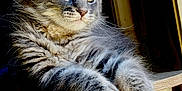 Athèna a rejoint le concours — aidez-le/la à gagner de superbes lots ! animal, cat, close_up, curious, domestic_cat, ears, feline, fluffy, gray_cat, indoor, paws, pet, portrait, relaxed, resting, soft_light, tabby, whiskers, window_light, wooden_surface