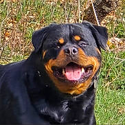 Renciot Renciot a rejoint le concours — aidez-le/la à gagner de superbes lots ! animal, background, black_fur, brown_markings, canine, closeup, collar, daylight, dog, ears, face, grass, happy, nature, outdoor, pet, plants, rottweiler, smiling, tongue_out