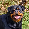 animal, background, black_fur, brown_markings, canine, closeup, collar, daylight, dog, ears, face, grass, happy, nature, outdoor, pet, plants, rottweiler, smiling, tongue_out