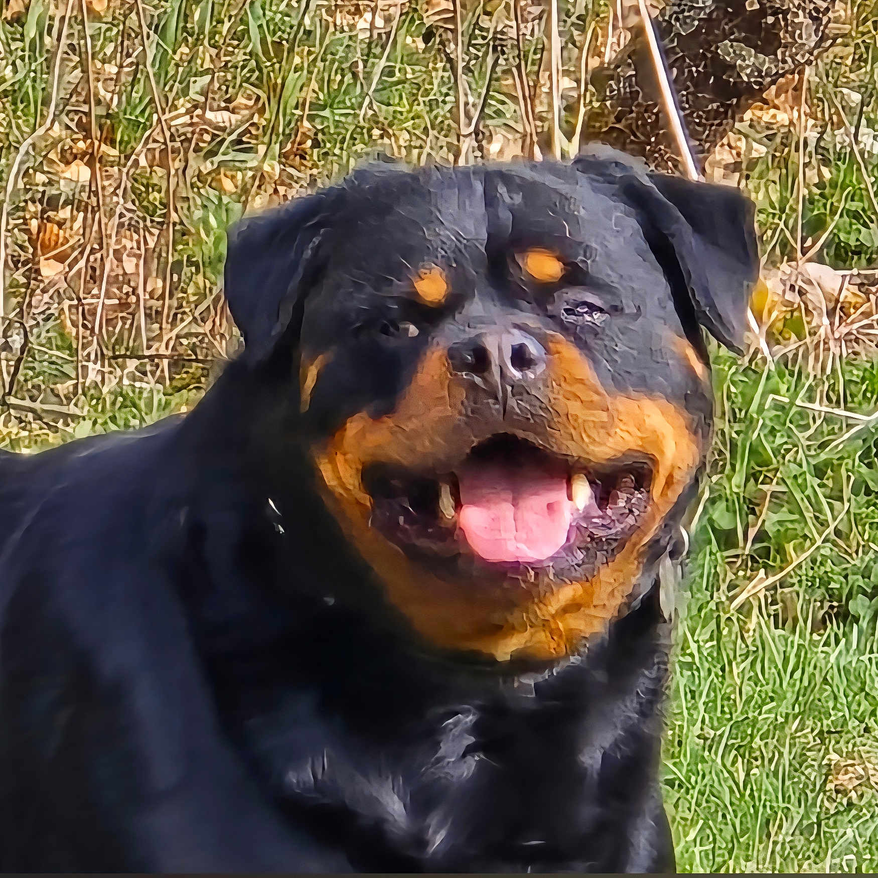 Renciot Renciot a rejoint le concours — aidez-le/la à gagner de superbes lots ! animal, background, black_fur, brown_markings, canine, closeup, collar, daylight, dog, ears, face, grass, happy, nature, outdoor, pet, plants, rottweiler, smiling, tongue_out
