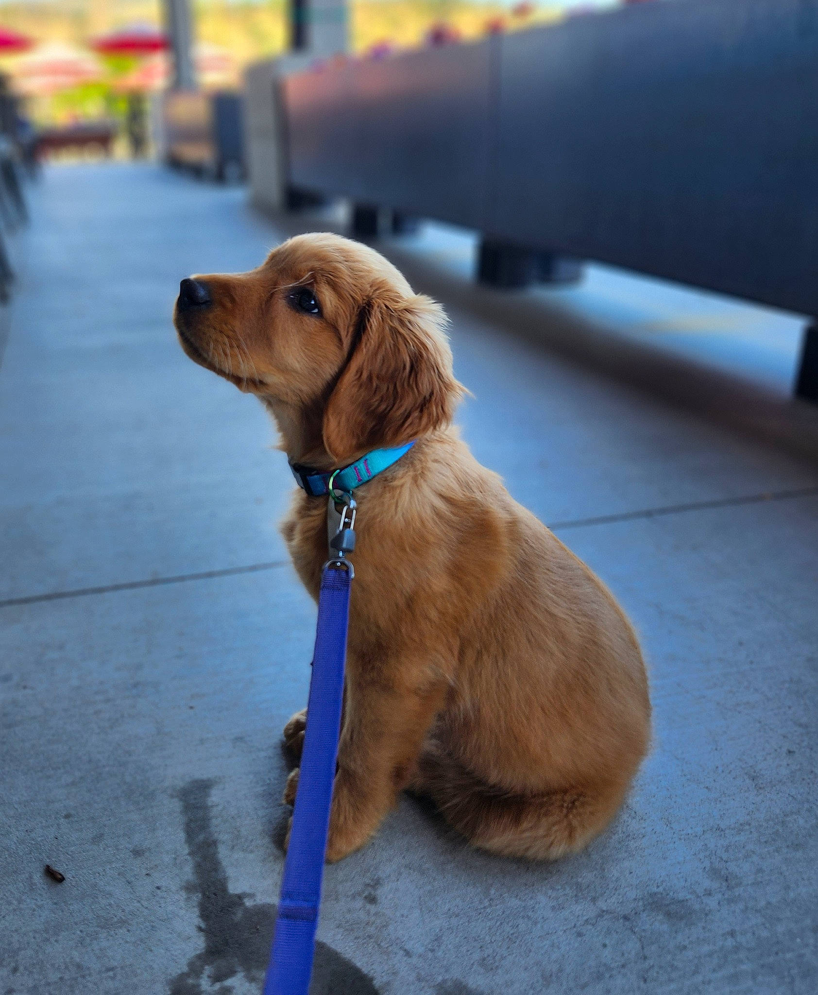 Olive is registered to the contest to win money with this photo: carnivore, collar, companion_dog, dog, dog_breed, dog_collar, flooring, fur, golden_retriever, gun_dog, leash, liver, pet_supply, plant, retriever, road_surface, tail, whiskers, working_animal, working_dog