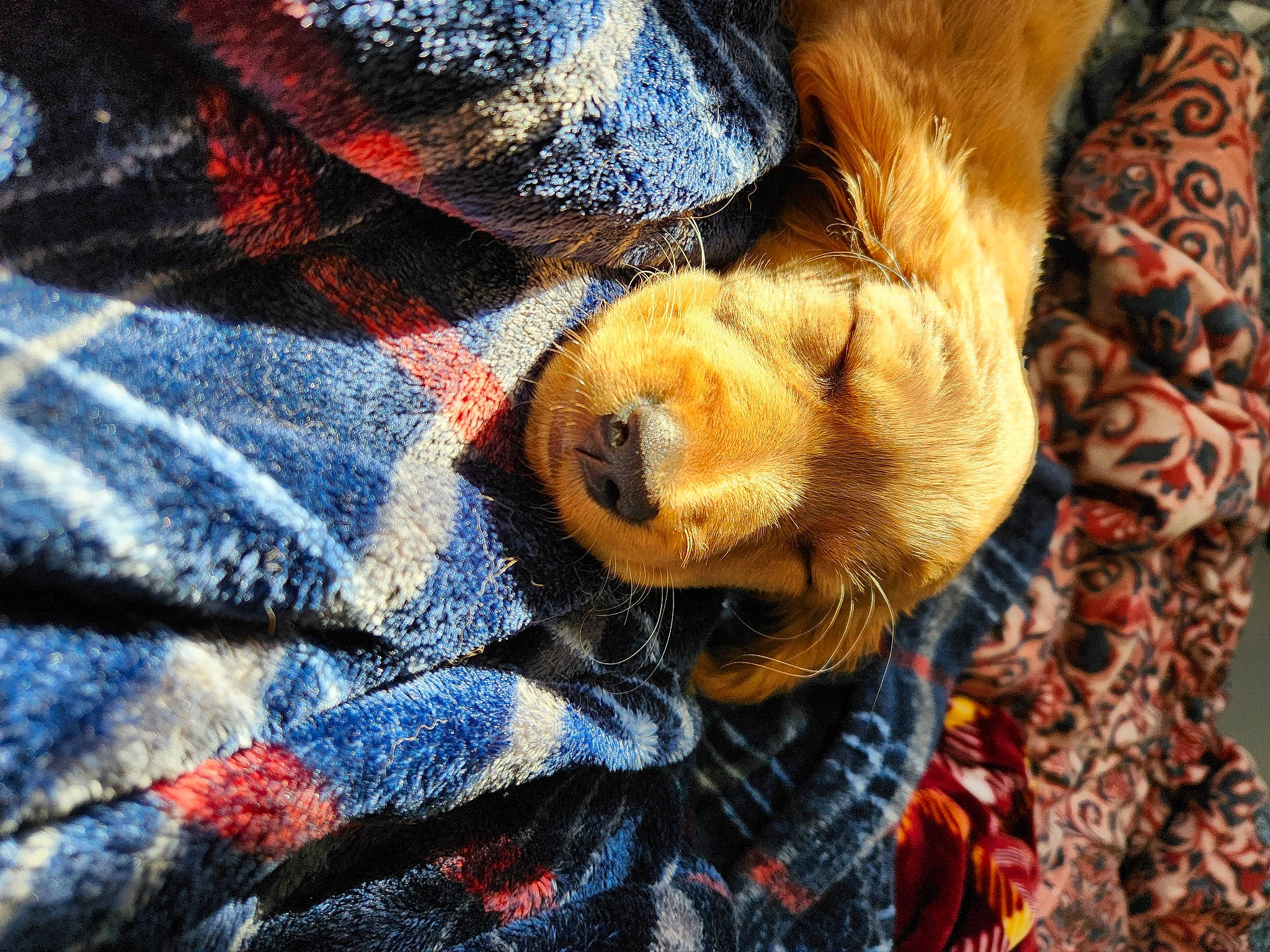 Olive is registered to the contest to win money with this photo: canidae, carnivore, close_up, comfort, companion_dog, denim, dog, dog_breed, electric_blue, fawn, fur, human_leg, liver, pattern, plaid, snout, sporting_group, tartan, whiskers, wood