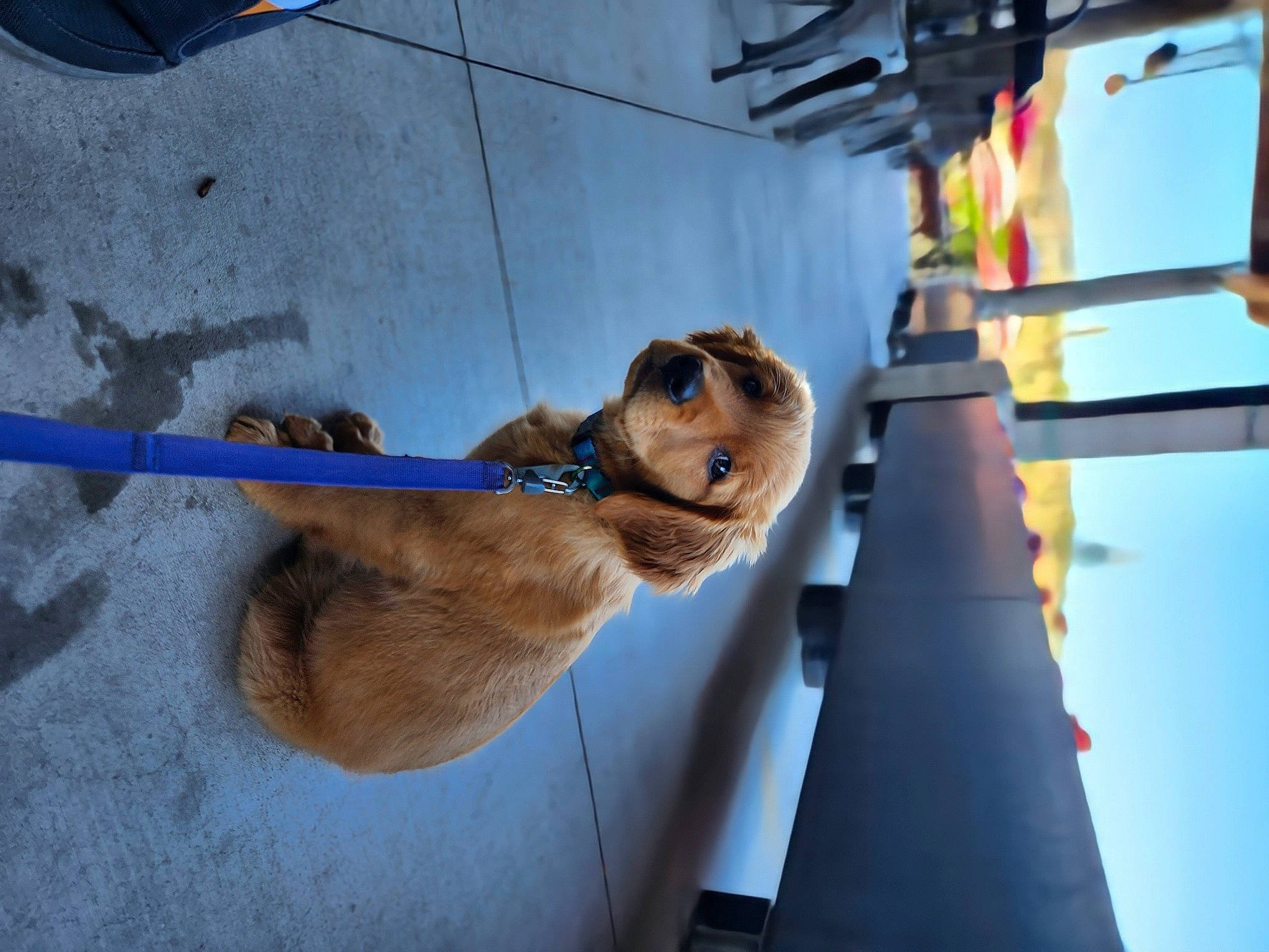 Olive joined the competition — help win amazing prizes! canidae, carnivore, companion_dog, dog, dog_breed, dog_collar, electric_blue, fawn, leash, pet_supply, sky, snout, sporting_group, tail