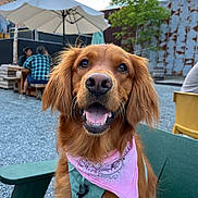 Poppy is registered to the contest to win money with this photo: bandana, canine, casual, chair, daylight, dog, golden_retriever, gravel, green_chair, happy, leash, outdoor, people, pet, picnic_table, pink_bandana, smiling, tongue_out, tree, umbrella