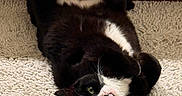 Penelope joined the competition — help win amazing prizes! cat, tuxedo_cat, black_and_white, pet, indoor, floor, rug, playful, belly_up, fur, whiskers, green_eyes, kitchen, cabinet, vent, tile_floor, cute, animal, domestic_cat, relaxed
