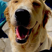 Vérone participe au concours pour gagner de l'argent avec cette photo : animal, canine, close_up, daylight, dog, ears, face, fur, golden_retriever, happy, joy, mouth_open, nose, outdoor, pet, portrait, smiling, sunlight, teeth, tongue