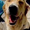 animal, canine, close_up, daylight, dog, ears, face, fur, golden_retriever, happy, joy, mouth_open, nose, outdoor, pet, portrait, smiling, sunlight, teeth, tongue