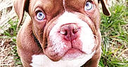 Thor a rejoint le concours — aidez-le/la à gagner de superbes lots ! dog, puppy, brown_and_white, blue_eyes, bulldog, close_up, portrait, grass, outdoors, animal, pet, canine, floppy_ears, white_muzzle, pink_nose, paws, standing, looking_at_camera, cute, funny