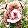 dog, puppy, brown_and_white, blue_eyes, bulldog, close_up, portrait, grass, outdoors, animal, pet, canine, floppy_ears, white_muzzle, pink_nose, paws, standing, looking_at_camera, cute, funny