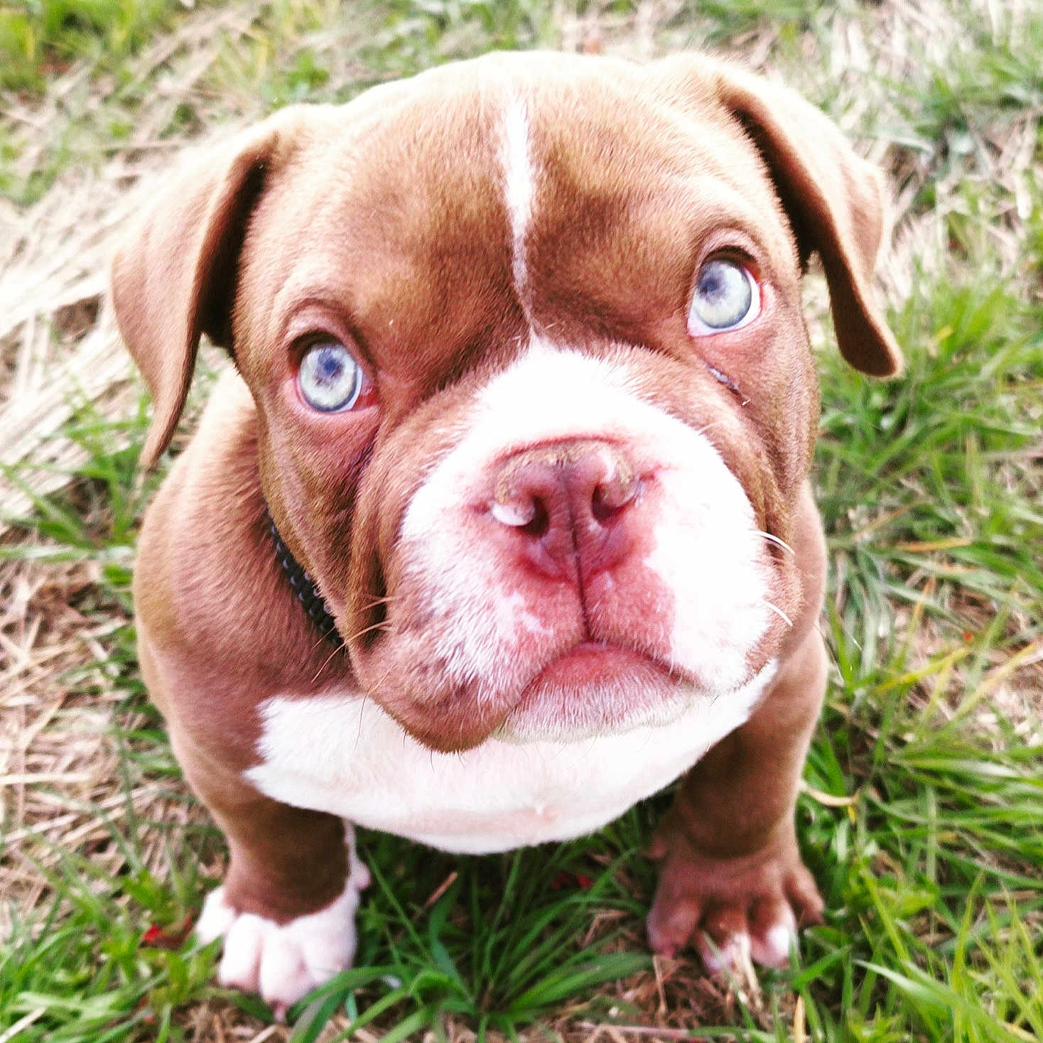 Thor a rejoint le concours — aidez-le/la à gagner de superbes lots ! dog, puppy, brown_and_white, blue_eyes, bulldog, close_up, portrait, grass, outdoors, animal, pet, canine, floppy_ears, white_muzzle, pink_nose, paws, standing, looking_at_camera, cute, funny