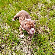 Thor participe au concours pour gagner de l'argent avec cette photo : puppy, dog, brown_and_white, wrinkles, bulldog, lying_down, grass, meadow, outdoors, nature, pet, animal, portrait, short_coat, floppy_ears, white_paws, pink_nose, facial_expression, sunlight, close_up