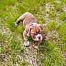 puppy, dog, brown_and_white, wrinkles, bulldog, lying_down, grass, meadow, outdoors, nature, pet, animal, portrait, short_coat, floppy_ears, white_paws, pink_nose, facial_expression, sunlight, close_up