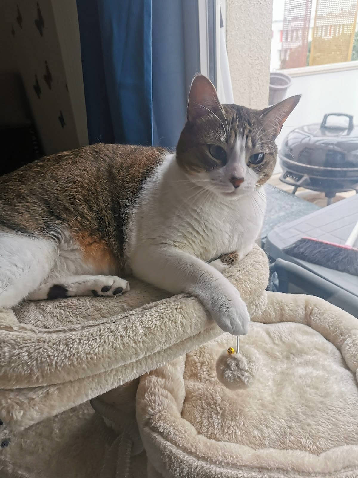 Themys participe au concours pour gagner de l&#x27;argent avec cette photo : carnivore, cat, cat_supply, comfort, domestic_short_haired_cat, fawn, felidae, fur, grey, mammal, paw, sitting, small_to_medium_sized_cats, snout, tail, terrestrial_animal, vertebrate, whiskers, window