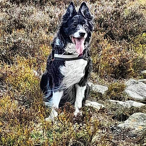 Eris participe au concours pour gagner de l'argent avec cette photo : carnivore, collar, companion_dog, dog, dog_breed, dog_collar, fang, fur, grass, herding_dog, leash, plant, snout, soil, sporting_group, tail, tree, walking, whiskers, working_animal