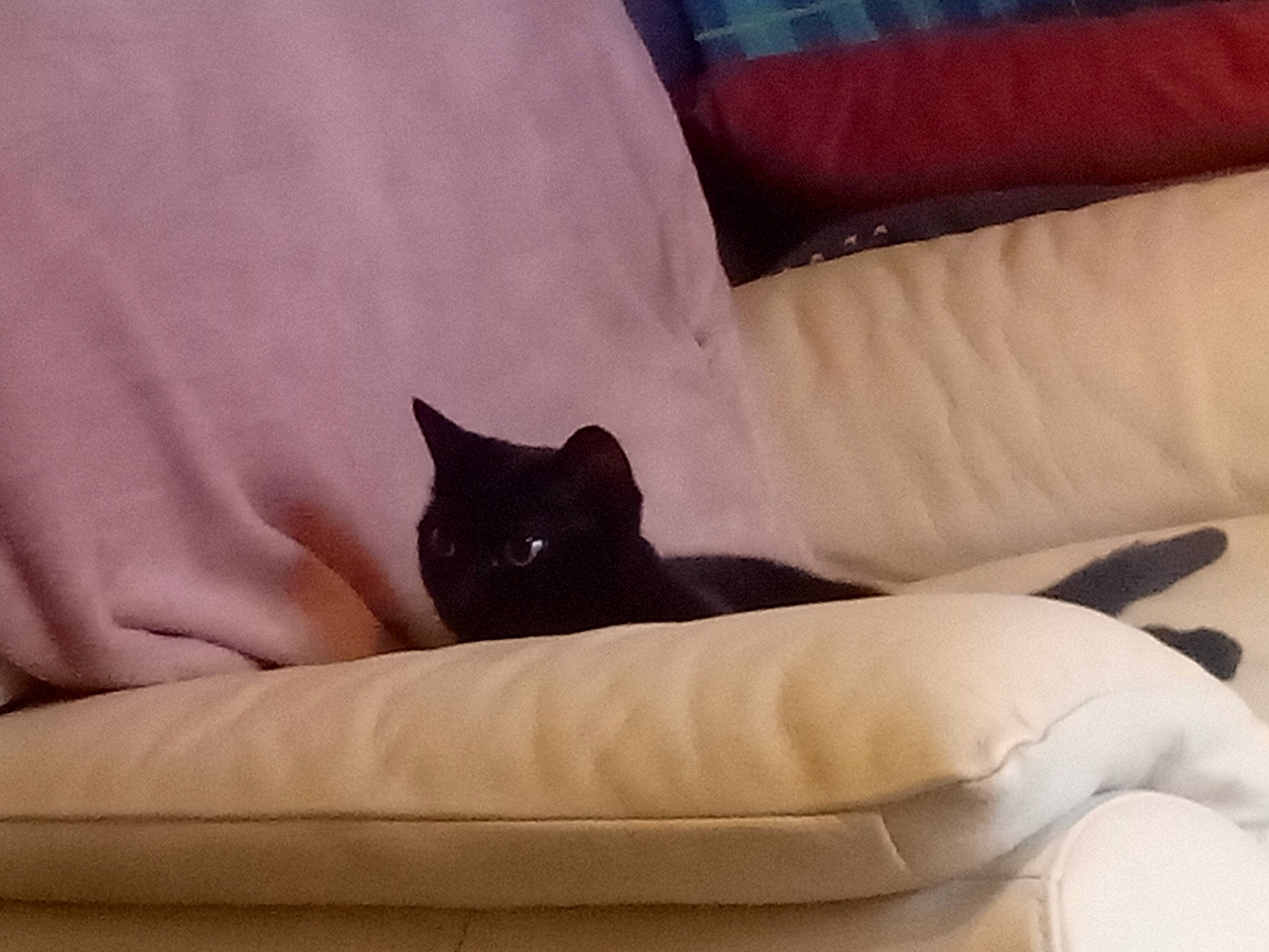 Charline participe au concours pour gagner de l'argent avec cette photo : bedding, carnivore, cat, chair, comfort, couch, felidae, flooring, fur, furniture, hardwood, linens, room, small_to_medium_sized_cats, studio_couch, tail, tints_and_shades, vehicle, whiskers, wood