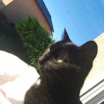 Charline