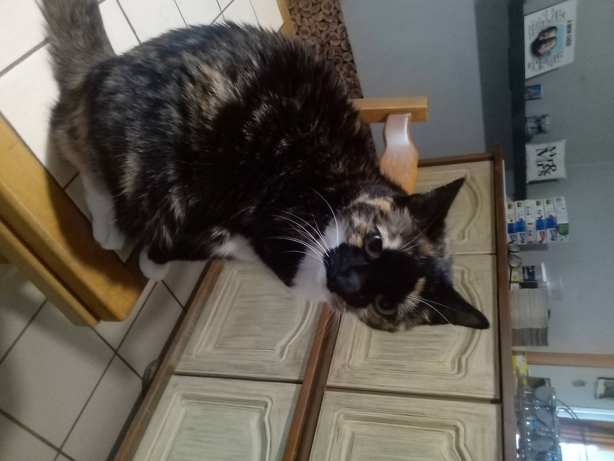 Macha participe au concours pour gagner de l'argent avec cette photo : black_cat, carnivore, cat, claw, domestic_short_haired_cat, felidae, flooring, fur, hardwood, room, small_to_medium_sized_cats, tail, whiskers, wood