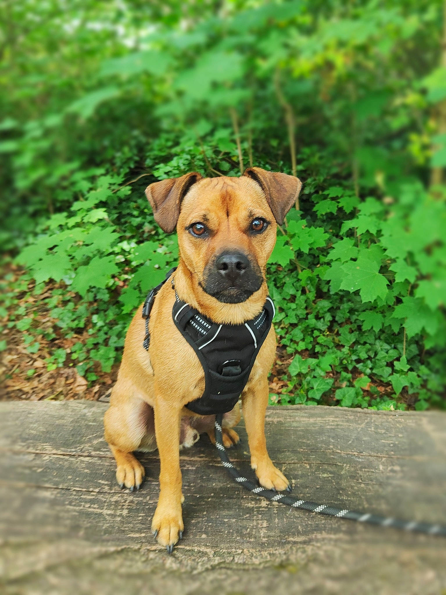 Sven participe au concours pour gagner de l'argent avec cette photo : canidae, carnivore, collar, companion_dog, dog, dog_breed, dog_collar, fawn, grass, groundcover, guard_dog, molosser, plant, road_surface, street_dog, tree, whiskers, wood, working_animal, working_dog