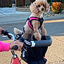 Olive joined the competition — help win amazing prizes! bicycle, bike_basket, canine, curious, daylight, dog, fur, handlebars, harness, leisure, outdoor, person, pet, pink, road, sidewalk, street, suburban, transportation, tree