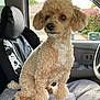 Olive is registered to the contest to win money with this photo: alert, animal, car_interior, close_up, curly_fur, cushion, daylight, dog, domestic_animal, door_handle, fur, pet, poodle, seat_cover, side_mirror, sitting, suburban, tree, vehicle, window