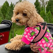 Olive is registered to the contest to win money with this photo: animal, cactus_pattern, canine, curly_fur, cute, dog, fur, greenery, hand, leather_surface, nature, outdoor, overcast_sky, pet_clothing, pink_outfit, polka_dots, poodle, portrait, small_dog, trees