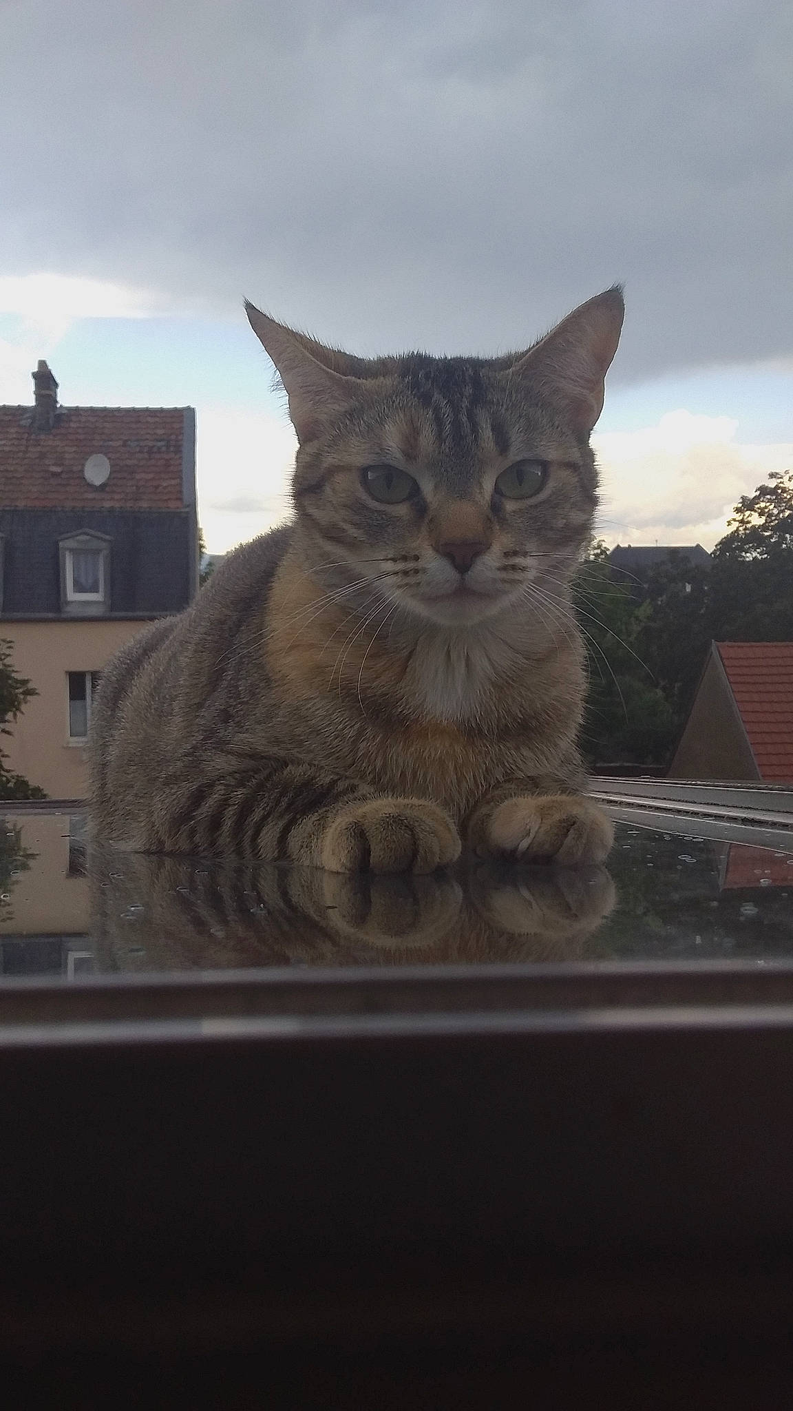 Minet participe au concours pour gagner de l'argent avec cette photo : art, building, carnivore, cat, cloud, domestic_short_haired_cat, fawn, felidae, fur, grey, monument, sculpture, sky, small_to_medium_sized_cats, snout, tail, tree, whiskers, window, wood