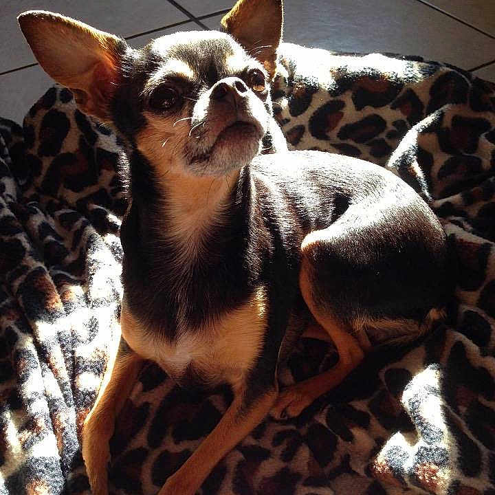 Emmi