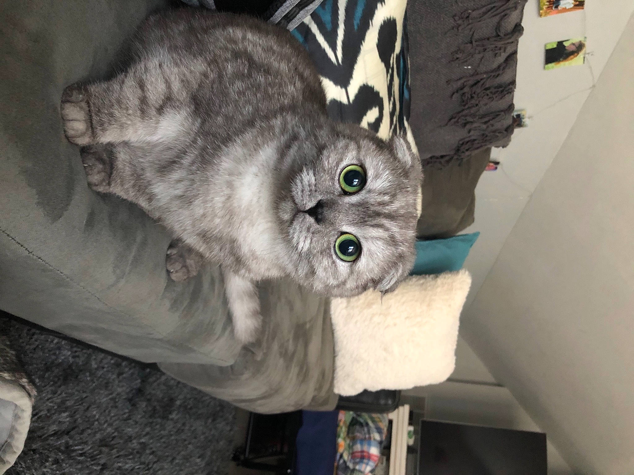 Dory joined the competition — help win amazing prizes! carnivore, cat, claw, comfort, domestic_short_haired_cat, felidae, fur, grey, paw, small_to_medium_sized_cats, snout, tail, whiskers