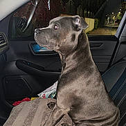 Stella participe au concours pour gagner de l'argent avec cette photo : dog, car, seat, night, window, pet, animal, indoor, side_view, gray, canine, alert, looking_out, leather_seat, quiet, domestic_animal, vehicle_interior, companion, front_seat, calm