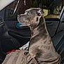 dog, car, seat, night, window, pet, animal, indoor, side_view, gray, canine, alert, looking_out, leather_seat, quiet, domestic_animal, vehicle_interior, companion, front_seat, calm