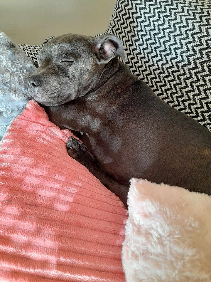 Stella a rejoint le concours — aidez-le/la à gagner de superbes lots ! dog, sleeping, couch, blanket, pillow, cozy, resting, indoor, pet, grey_dog, fur, comfort, nap, soft_texture, sunlight, shadow, relaxation, home, domestic_animal, quiet