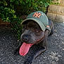 Stella participe au concours pour gagner de l'argent avec cette photo : dog, canine, pet, outdoor, cap, baseball_cap, tongue_out, pavement, greenery, leaves, plant, stone_wall, happy, animal, portrait, close_up, summer, resting, tongue, brown_dog