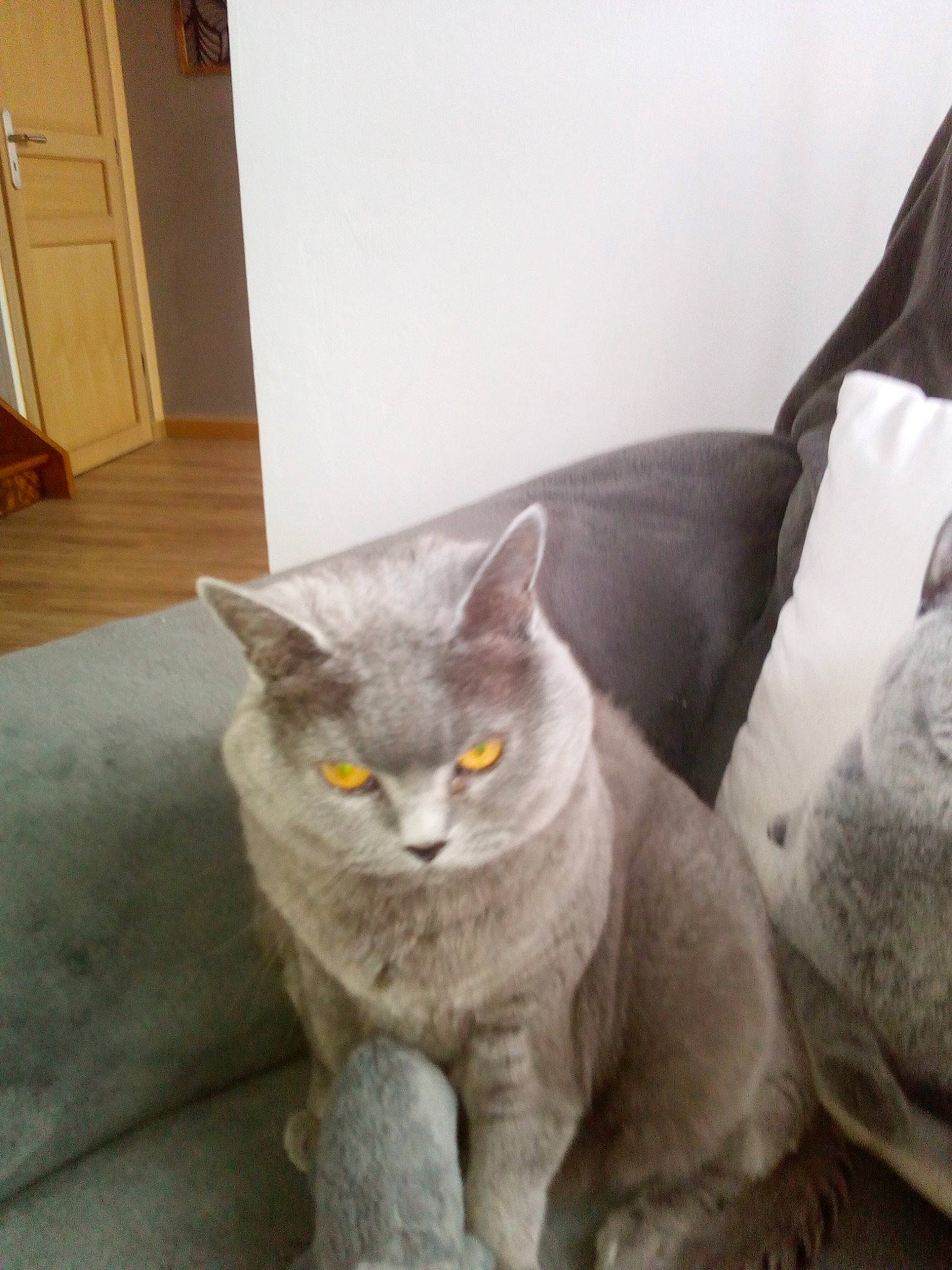 Moustique Une Chartreuse