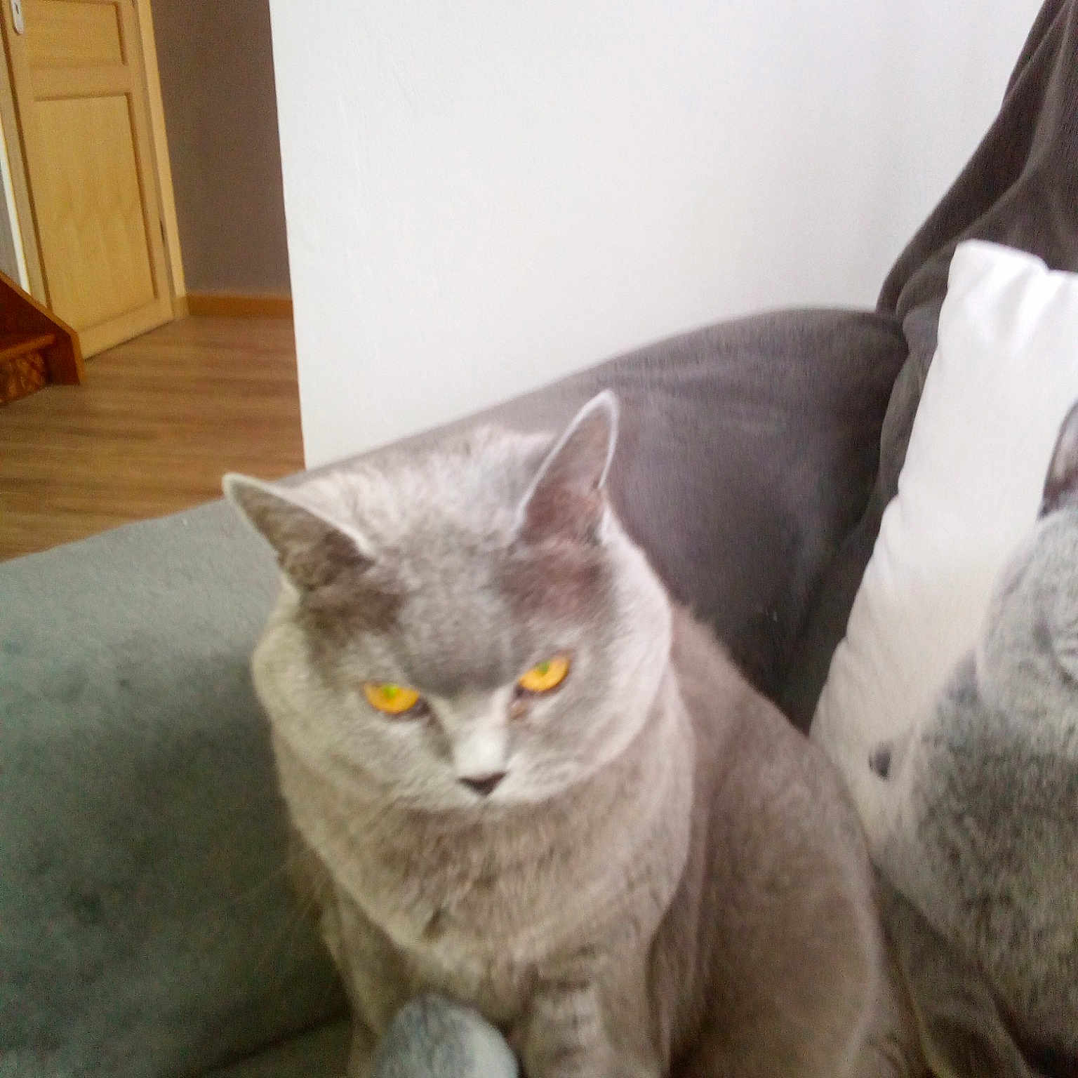 Moustique Une Chartreuse