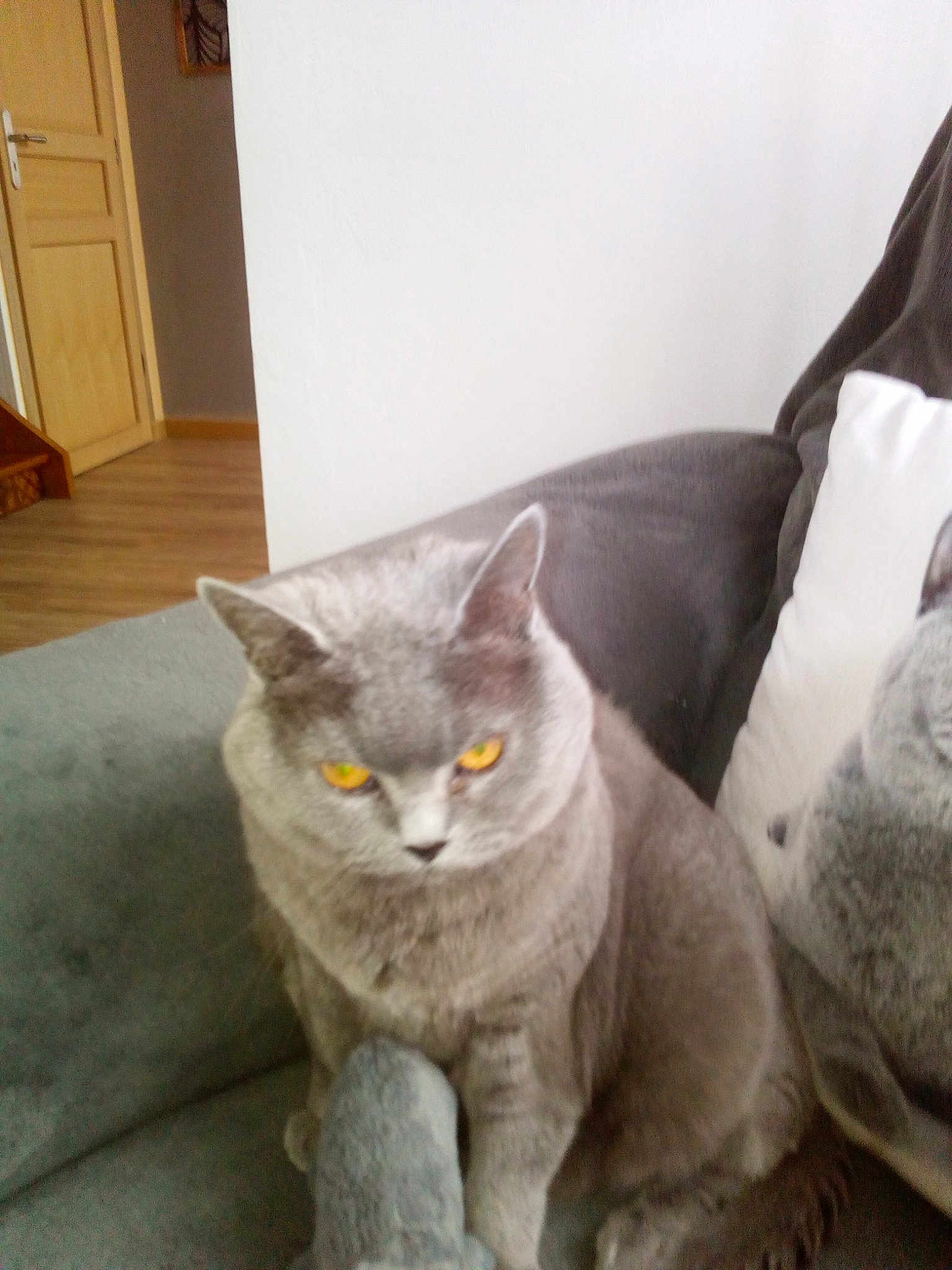 Moustique Une Chartreuse