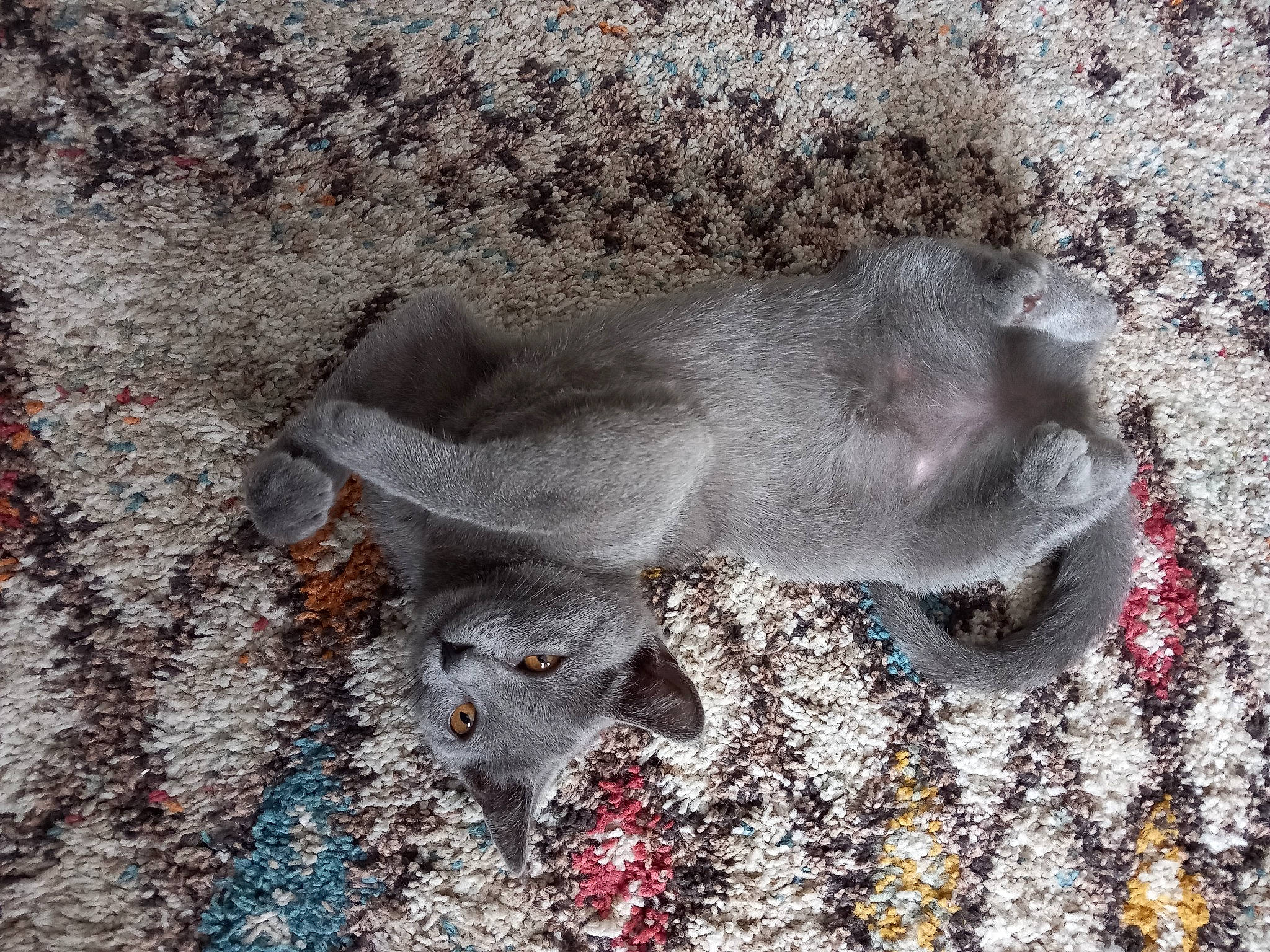 Nina a rejoint le concours — aidez-le/la à gagner de superbes lots ! canidae, carnivore, dog, dog_breed, fur, grey, liver, pattern, sporting_group, terrestrial_animal, working_animal