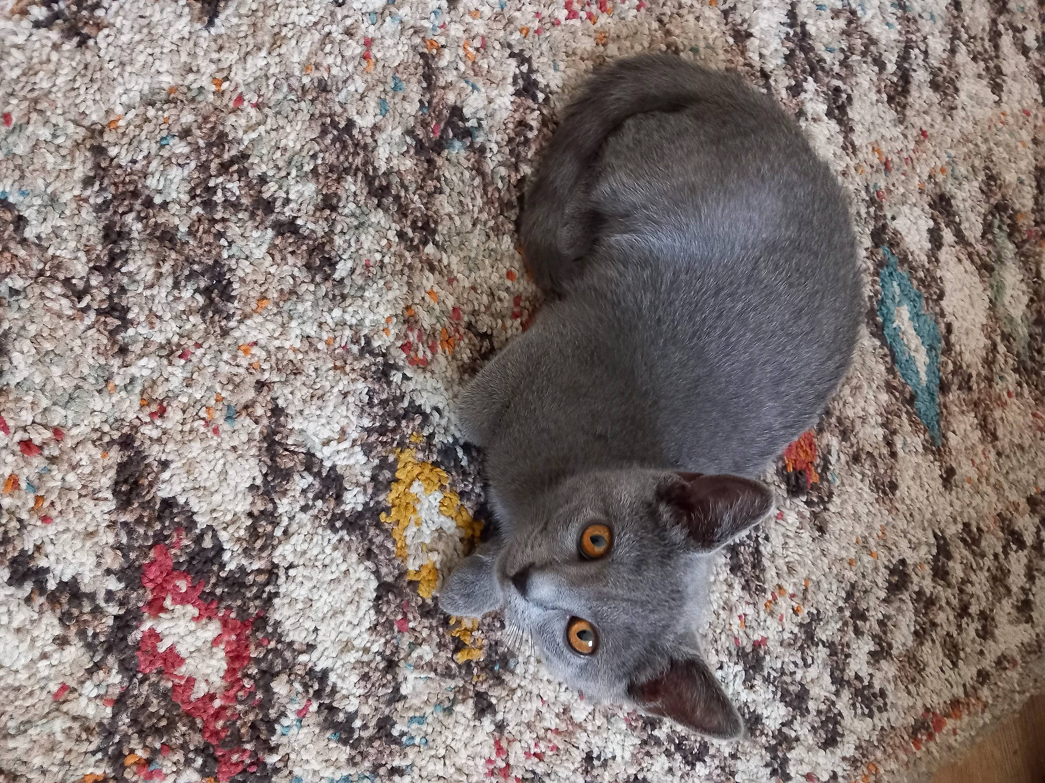 Nina a rejoint le concours — aidez-le/la à gagner de superbes lots ! carnivore, cat, concrete, domestic_short_haired_cat, fawn, felidae, fur, grey, metal, pattern, paw, plant, road_surface, rock, small_to_medium_sized_cats, snout, soil, terrestrial_animal, whiskers, wildlife