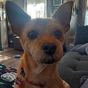 Jake is registered to the contest to win money with this photo: animal, blanket, brown_fur, canine, close_up, collar, couch, curtains, dog, ears, furniture, home, indoor, living_room, name_tag, pet, small_dog, soft_light, toy, window