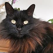Darling participe au concours pour gagner de l'argent avec cette photo : cat, black_cat, long_hair, fluffy, yellow_eyes, indoor, close_up, portrait, pet, animal, feline, whiskers, face, ears, fur, resting, flower, plant, home, soft_light