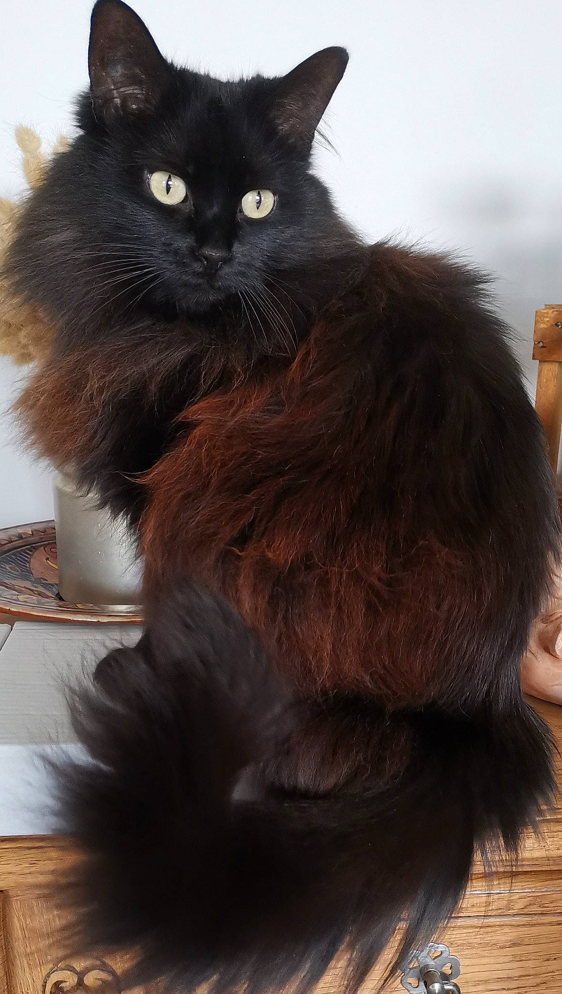 Darling participe au concours pour gagner de l'argent avec cette photo : black_cat, carnivore, cat, claw, domestic_short_haired_cat, felidae, flooring, fur, hardwood, paw, small_to_medium_sized_cats, snout, tail, terrestrial_animal, whiskers