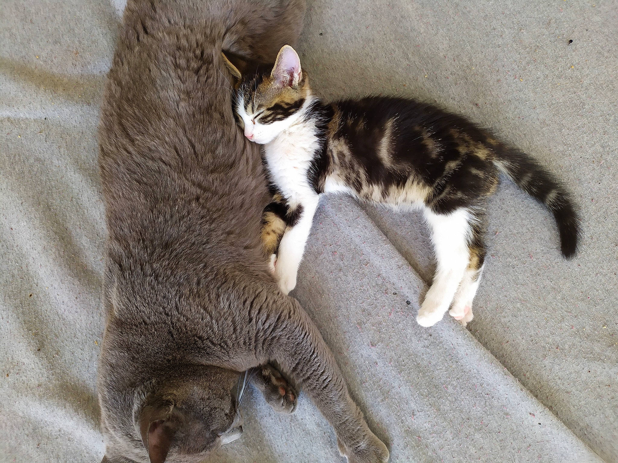 L'âne Et Venus participe au concours pour gagner de l'argent avec cette photo : aegean_cat, american_wirehair, carnivore, cat, claw, domestic_short_haired_cat, dragon_li, european_shorthair, felidae, fur, german_rex, kitten, mammal, paw, polydactyl_cat, small_to_medium_sized_cats, tabby_cat, tail, vertebrate, whiskers