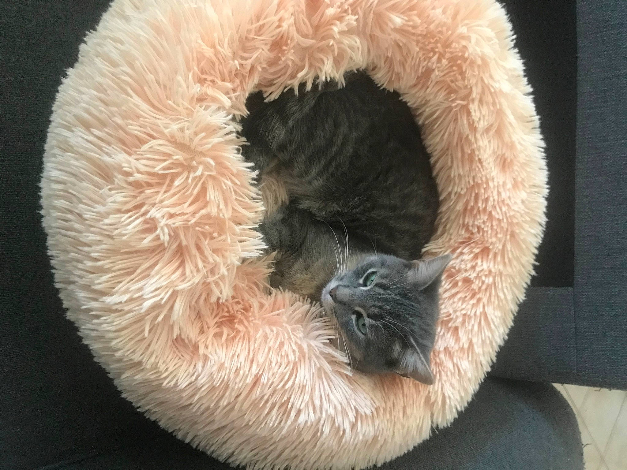 Grisette participe au concours pour gagner de l'argent avec cette photo : cat_bed, cat_supply, close_up, fawn, feather, fur, natural_material, paw, pet_supply, snout, tail, terrestrial_animal, whiskers, wool