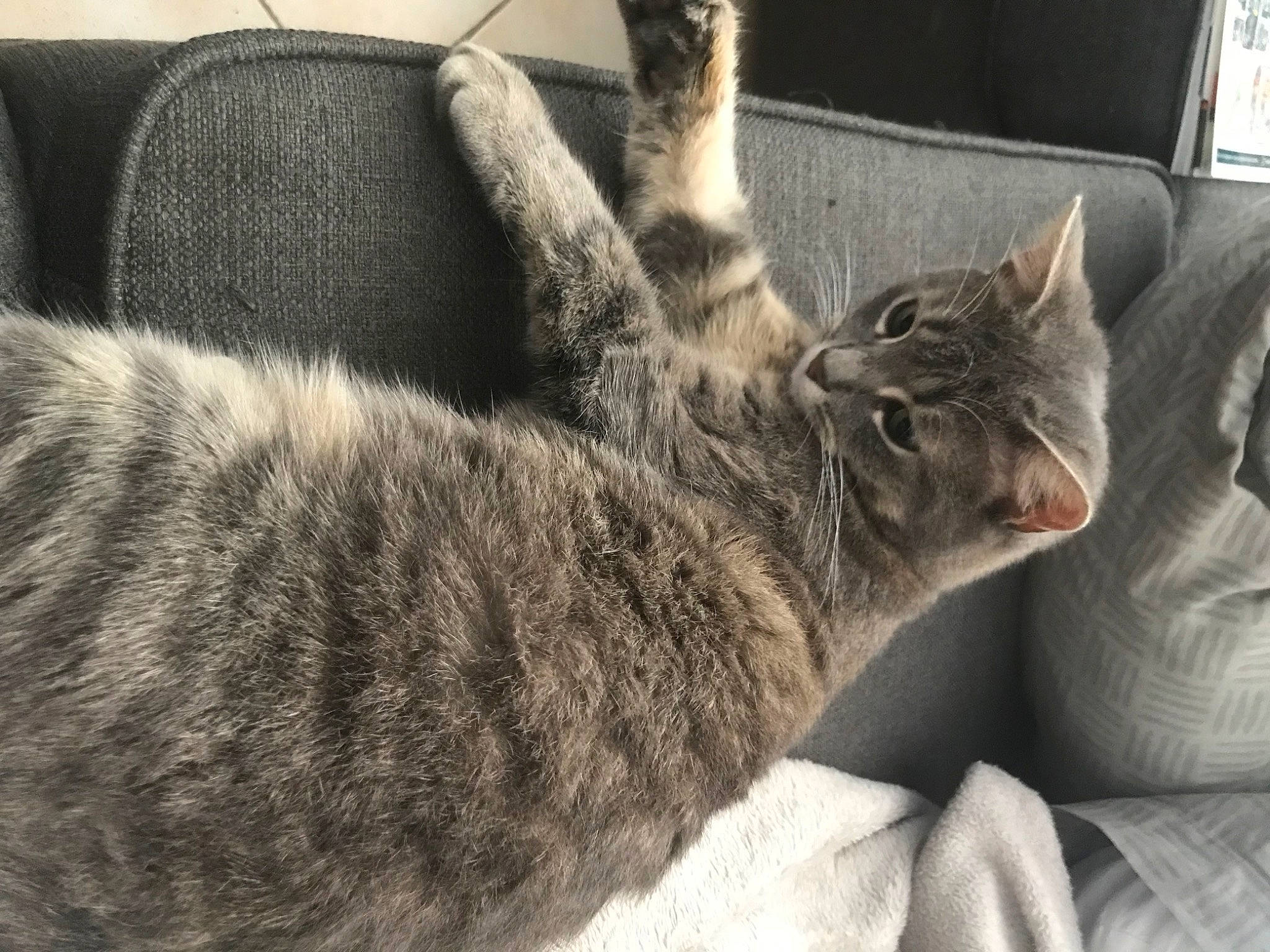 Grisette a rejoint le concours — aidez-le/la à gagner de superbes lots ! carnivore, cat, claw, comfort, domestic_short_haired_cat, felidae, fur, gesture, grey, human_leg, monochrome_photography, nap, paw, picture_frame, sitting, small_to_medium_sized_cats, tail, terrestrial_animal, whiskers, window